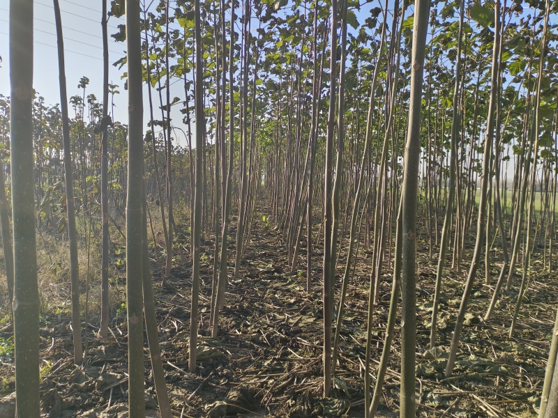 泡桐树苗紫花泡桐改良品种泡桐树苗全网供应优质货源农场育苗