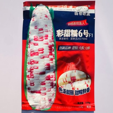 晓富彩甜糯6号玉米种子春秋基地鲜食玉米种籽彩甜糯玉米