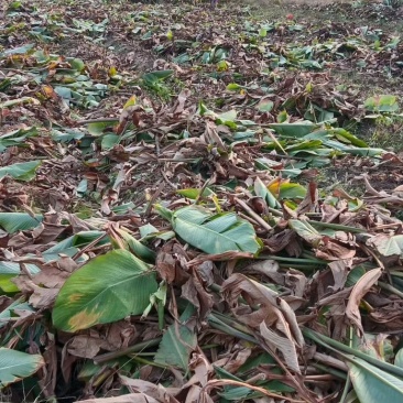 广东焦芋