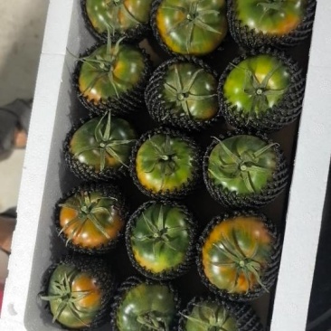 铁皮西红柿🍅