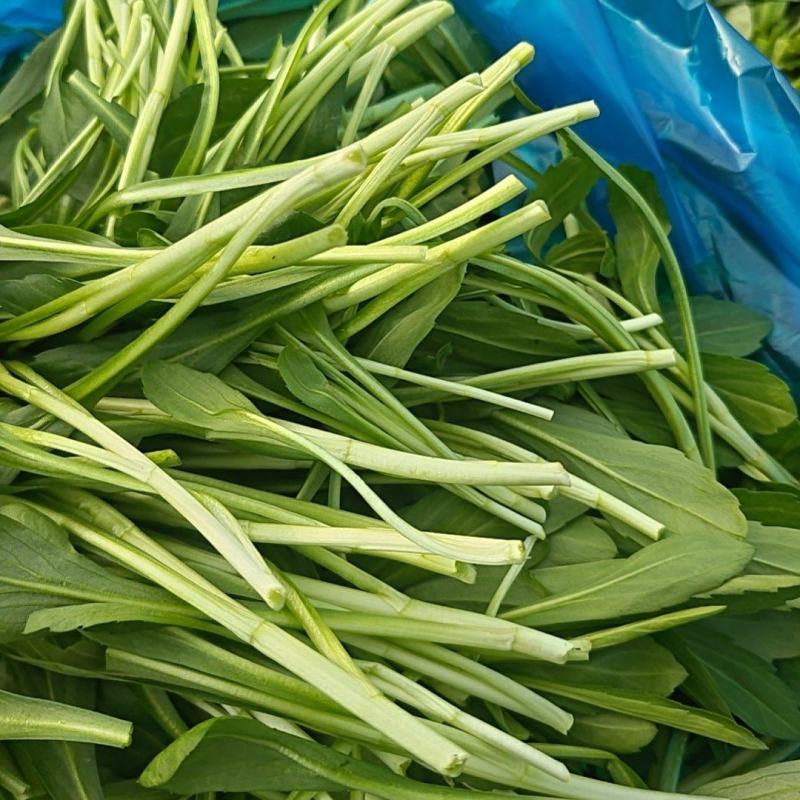 精品马兰头批发啦！新鲜采摘，品质上乘大量现货