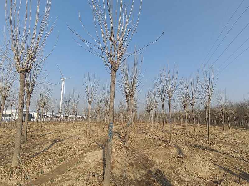 白蜡全网供应优质速生白蜡农场一手货源大量批发