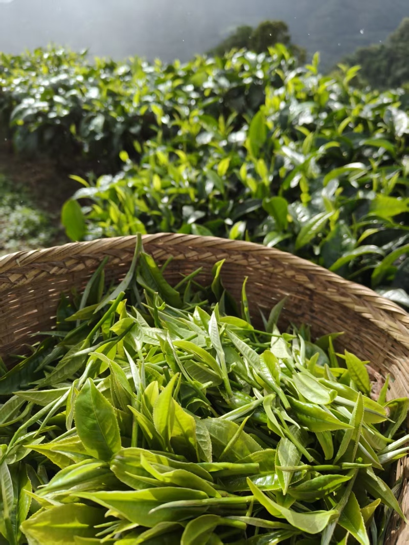 2.云南普洱明前春茶散茶毛茶125元/公斤