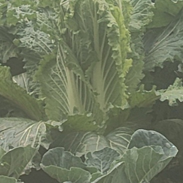 农家自种，天然大白菜