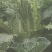 农家自种，天然大白菜