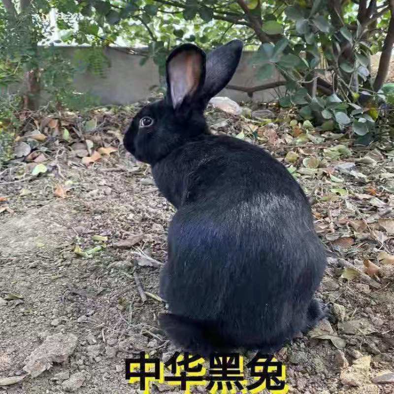 新西兰和比利时肉兔超大只