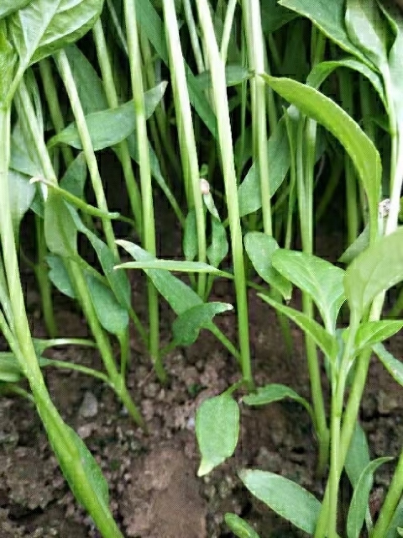 辣椒苗，小米椒