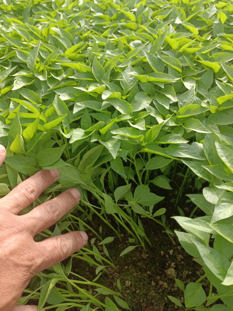 辣椒苗，小米椒