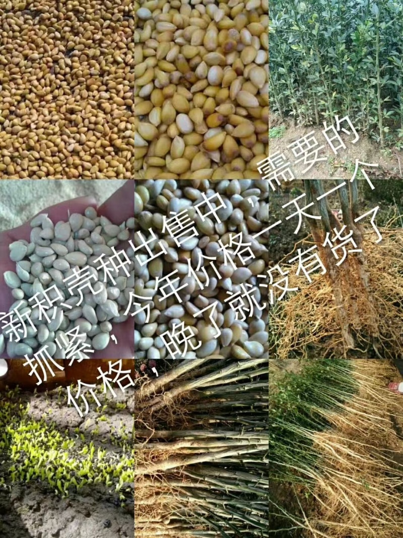 积壳苗
