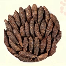 香附子