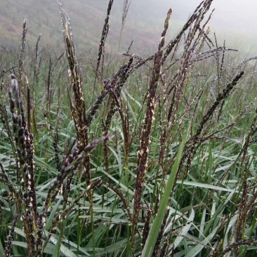 山泉胭脂米，产自长白山北纬42度黄金水稻带。