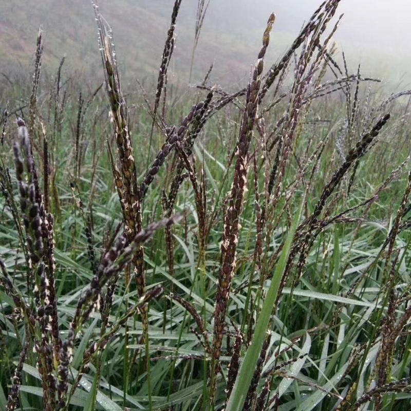 山泉胭脂米，产自长白山北纬42度黄金水稻带。