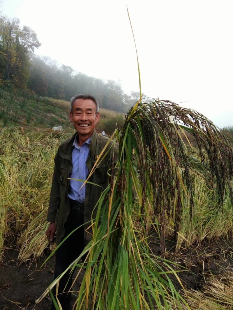 山泉胭脂米，产自长白山北纬42度黄金水稻带。