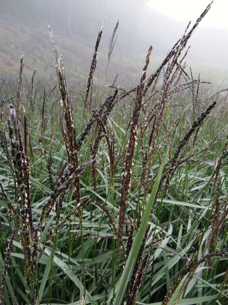 山泉胭脂米，产自长白山北纬42度黄金水稻带。
