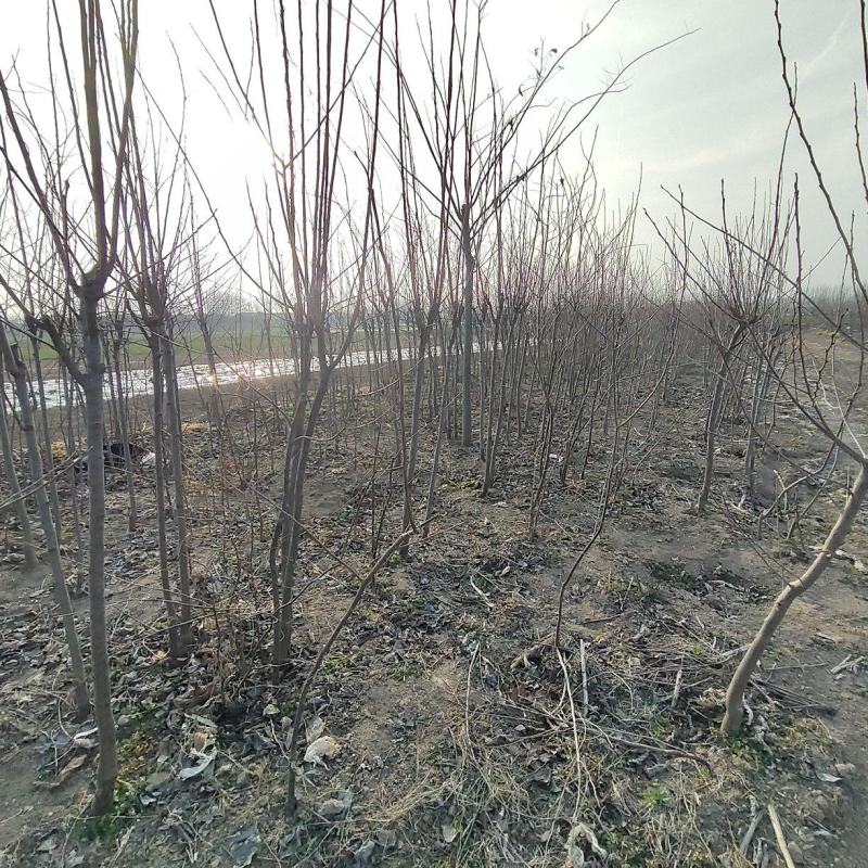 柿子树全网供应优质柿子树农场一手货源大量现货出售
