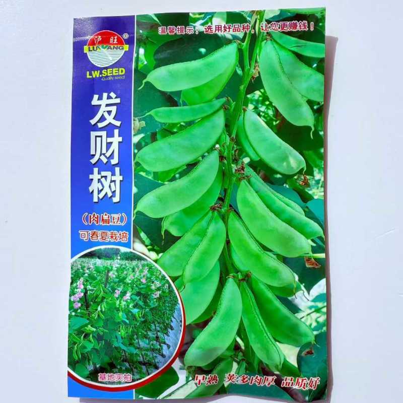 发财树扁豆种子肉扁豆眉豆种子早熟可春夏栽培蔬菜种籽
