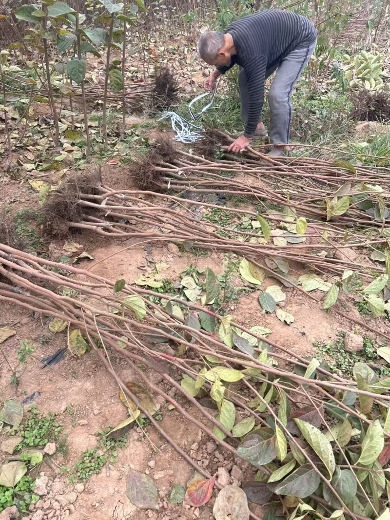 柿子树全网供应优质柿子树农场一手货源大量现货出售