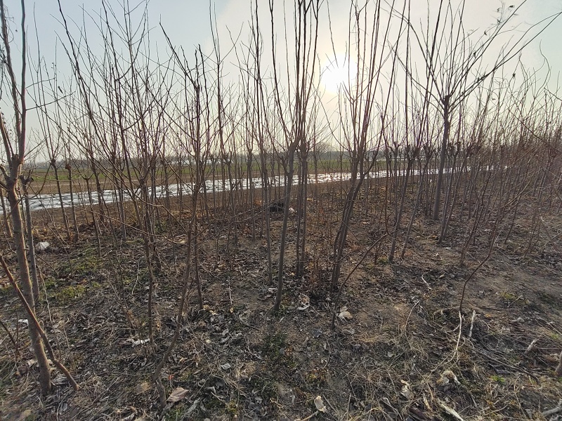 柿子树全网供应优质柿子树农场一手货源大量现货出售