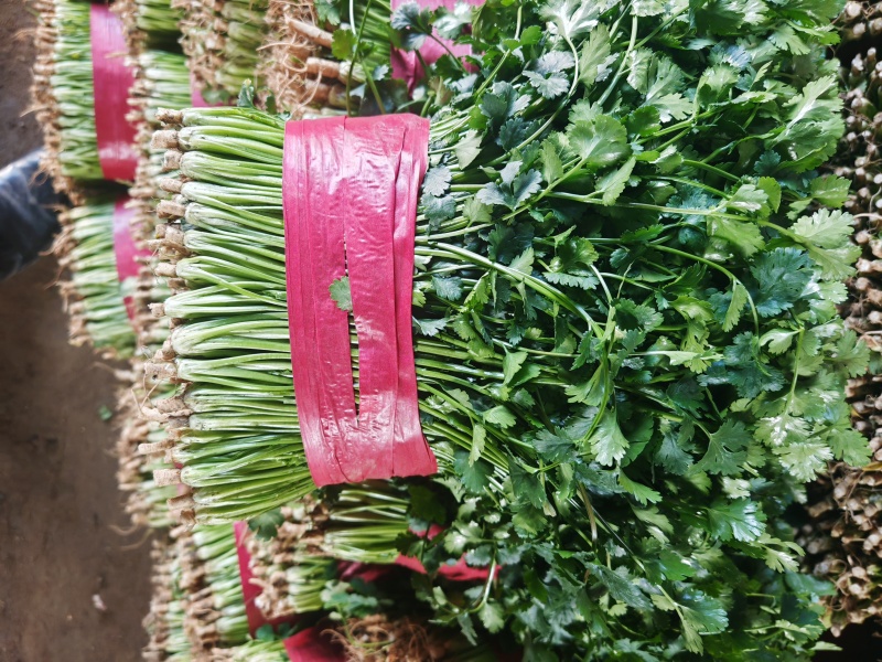精品小叶香菜，中叶铁杆青，大棚精品，产地发货