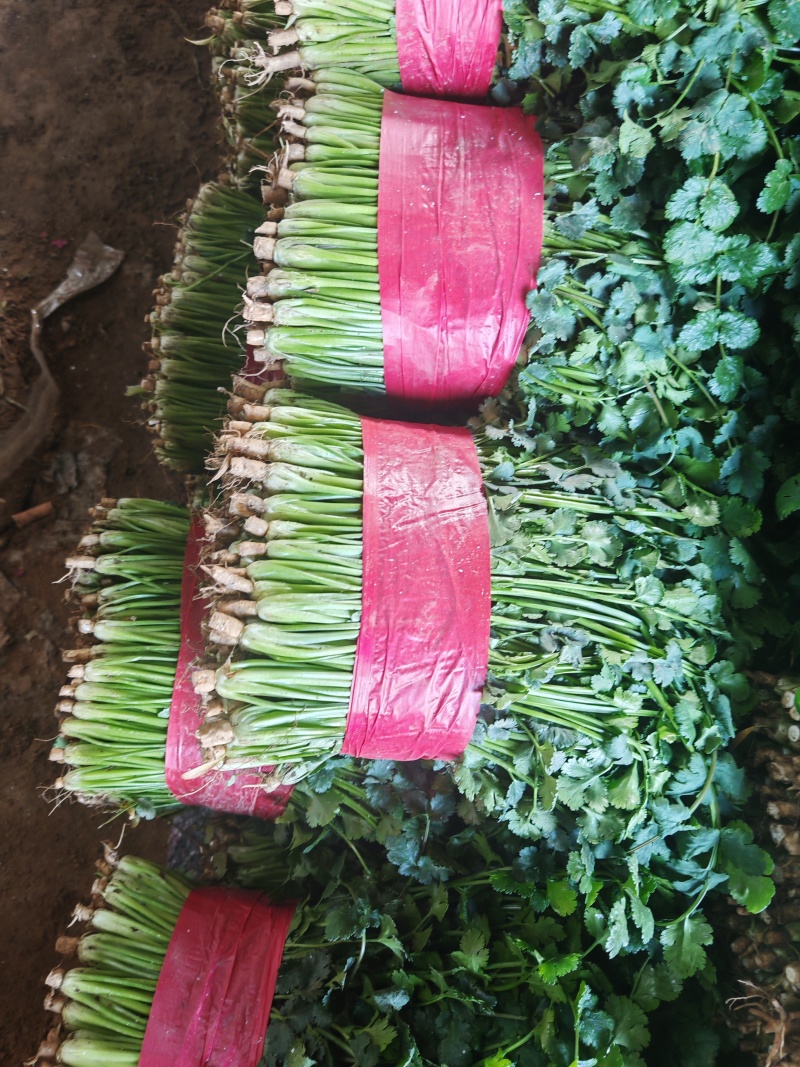 精品小叶香菜，中叶铁杆青，大棚精品，产地发货