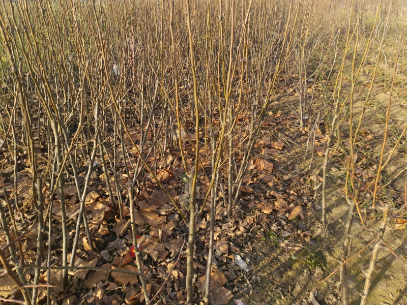 秋月梨树苗全网供应优质秋月梨树苗农场一手货源大量现货出售