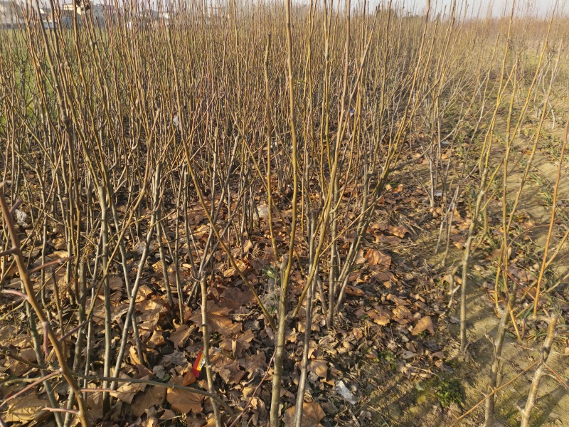 秋月梨树苗全网供应优质秋月梨树苗农场一手货源大量现货出售
