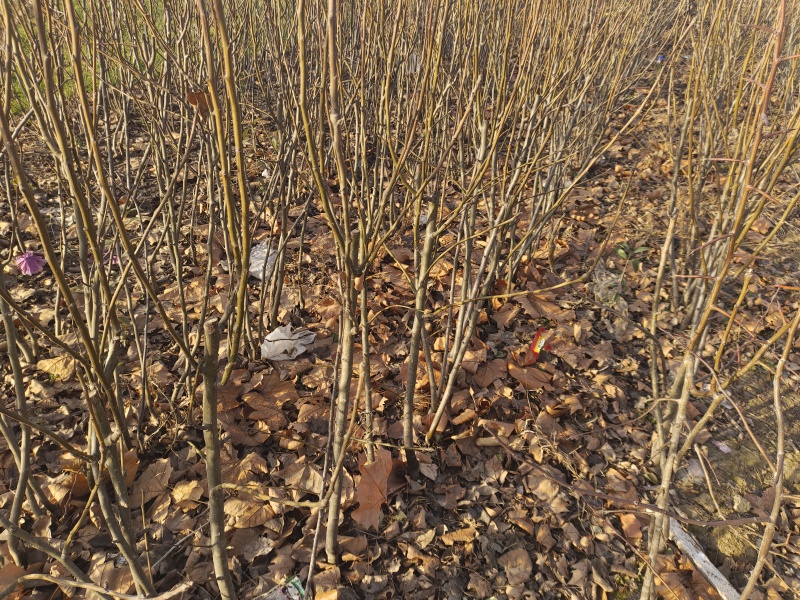 秋月梨树苗全网供应优质秋月梨树苗农场一手货源大量现货出售