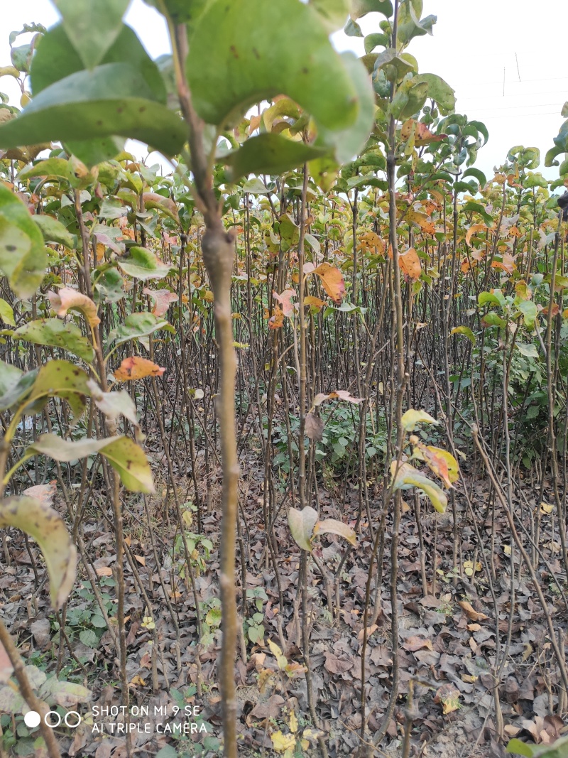 秋月梨树苗全网供应优质秋月梨树苗农场一手货源大量现货出售