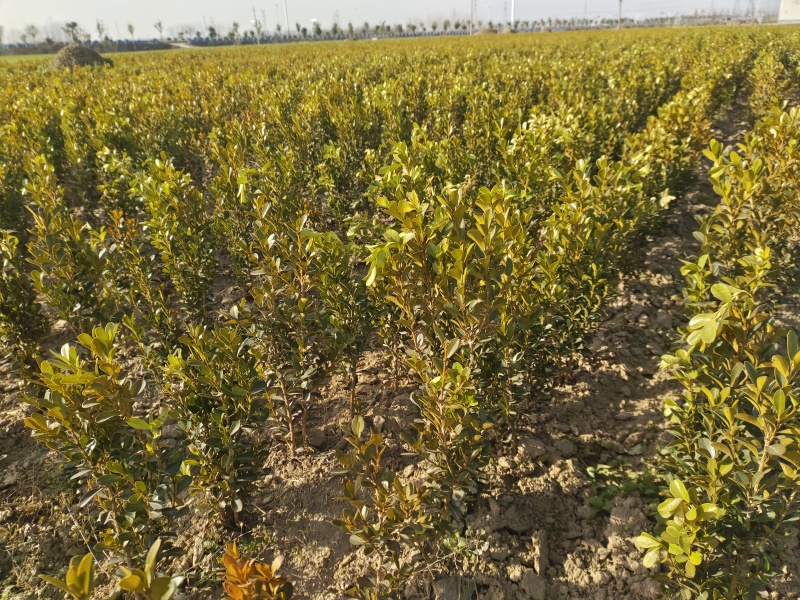 豆瓣黄杨树苗全网供应优质豆瓣黄杨大量现货出售中