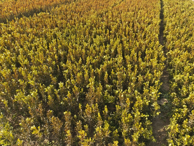 豆瓣黄杨树苗全网供应优质豆瓣黄杨大量现货出售中