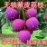 荔枝苗新品种无核荔枝紫皮嫁接苗带土带叶耐寒