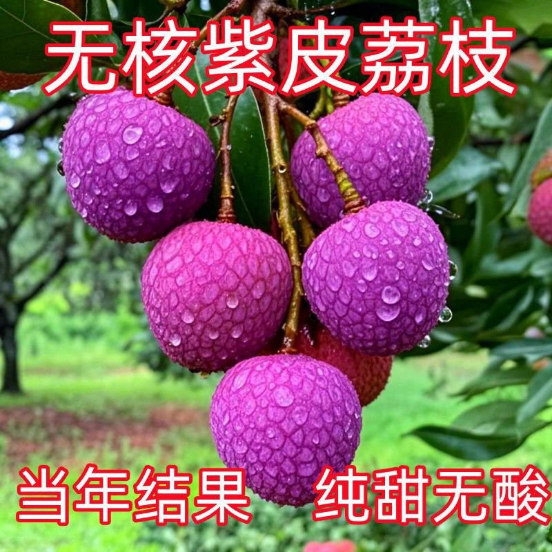 荔枝苗新品种无核荔枝紫皮嫁接苗带土带叶耐寒
