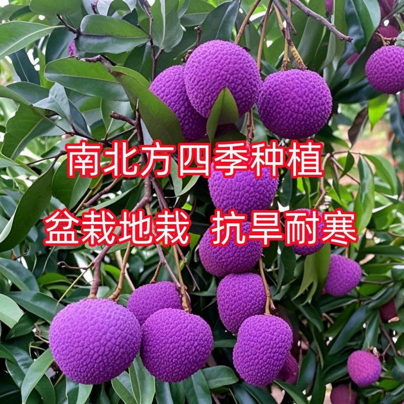 荔枝苗新品种无核荔枝紫皮嫁接苗带土带叶耐寒