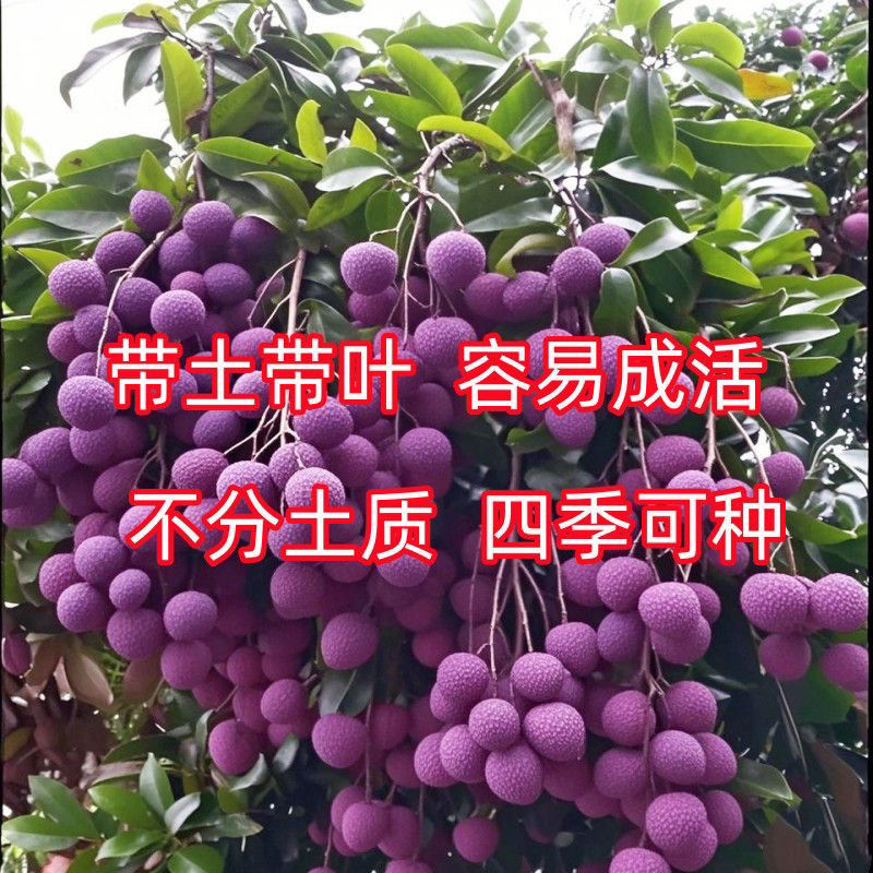 荔枝苗新品种无核荔枝紫皮嫁接苗带土带叶耐寒