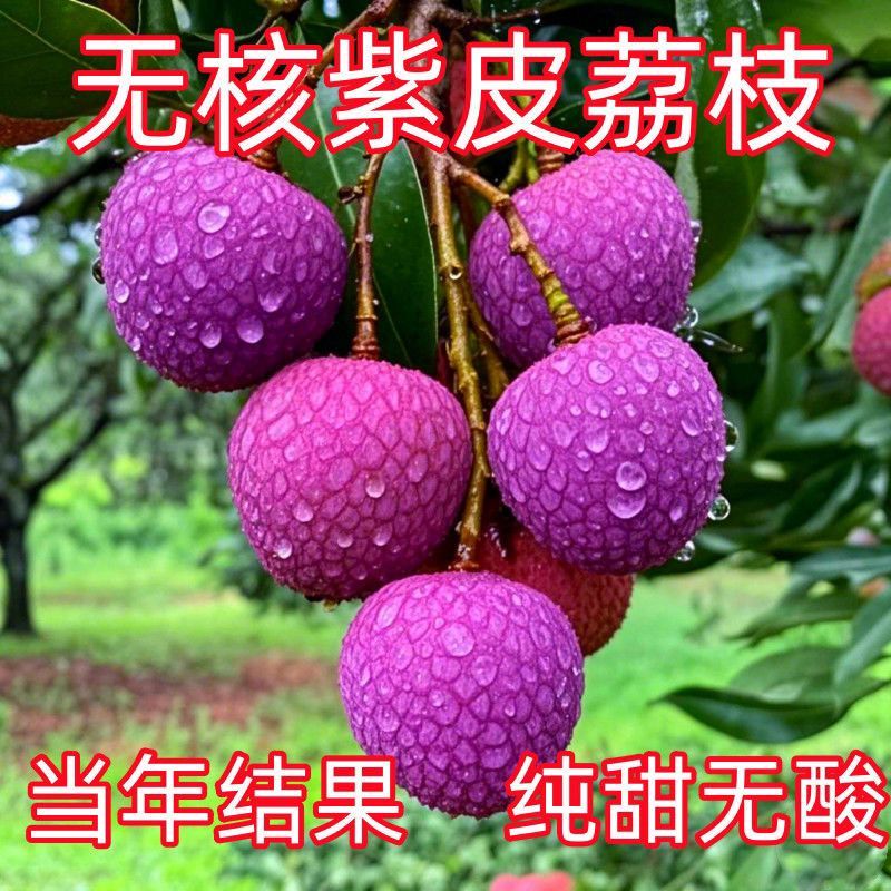 荔枝苗新品种无核荔枝紫皮嫁接苗带土带叶耐寒