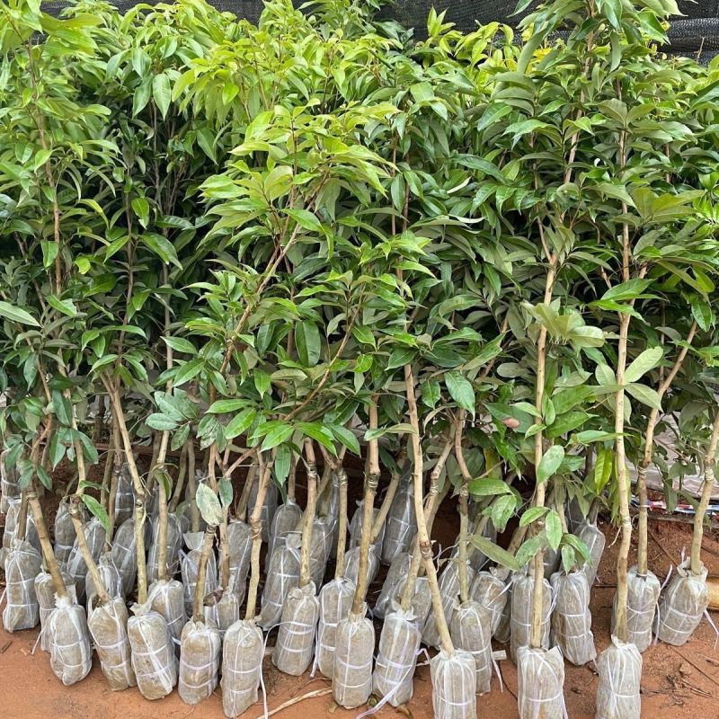 荔枝苗新品种无核荔枝紫皮嫁接苗带土带叶耐寒