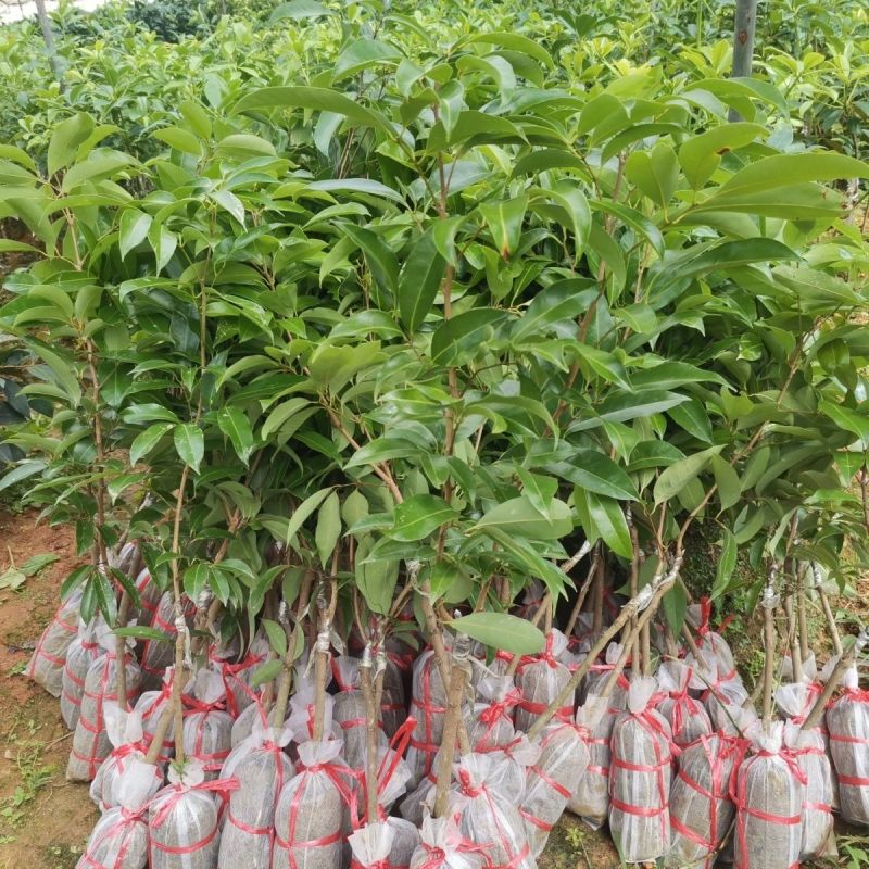 荔枝苗新品种无核荔枝紫皮嫁接苗带土带叶耐寒