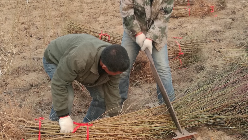毛桃树苗一年苗桃树嫁接粘木全网供应优质货源农场基地