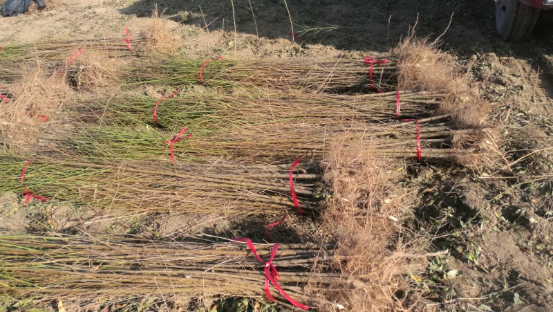 毛桃树苗一年苗桃树嫁接粘木全网供应优质货源农场基地
