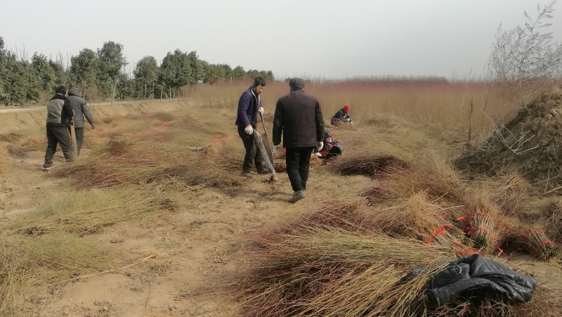 毛桃树苗一年苗桃树嫁接粘木全网供应优质货源农场基地
