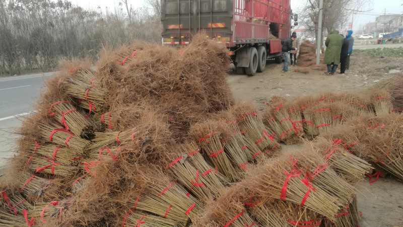 毛桃树苗一年苗桃树嫁接粘木全网供应优质货源农场基地