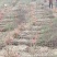 毛桃树苗一年苗桃树嫁接粘木全网供应优质货源农场基地