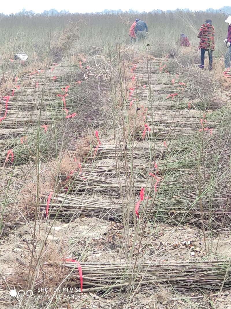 毛桃树苗一年苗桃树嫁接粘木全网供应优质货源农场基地