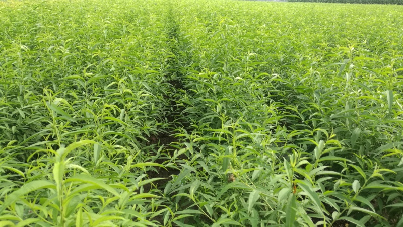 毛桃树苗一年苗桃树嫁接粘木全网供应优质货源农场基地
