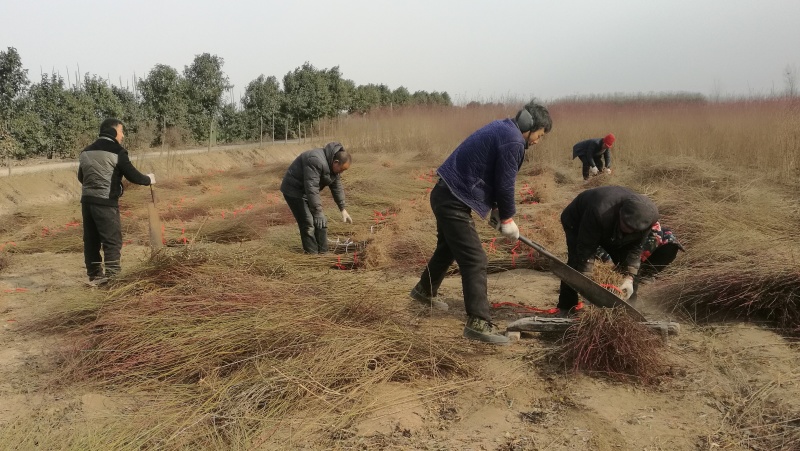 毛桃树苗一年苗桃树嫁接粘木全网供应优质货源农场基地