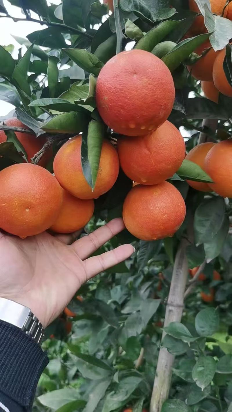 万州玫瑰香橙，皮薄肉质细嫩，香甜可口，全国代收代发