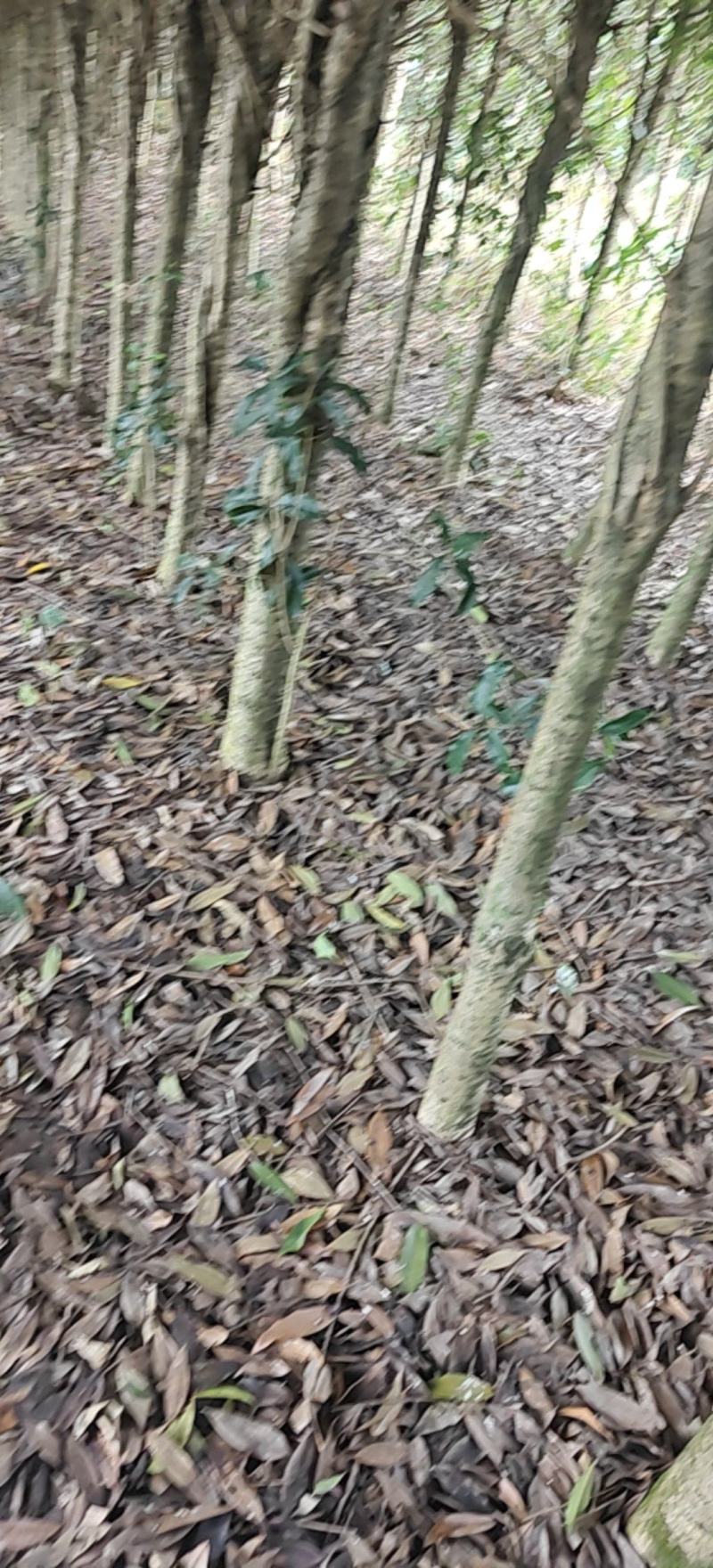 园林桂花树自家种植量从欢迎各位老板咨询采购