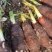 乐昌炮弹香芋苗品质保证价格优惠自家种植