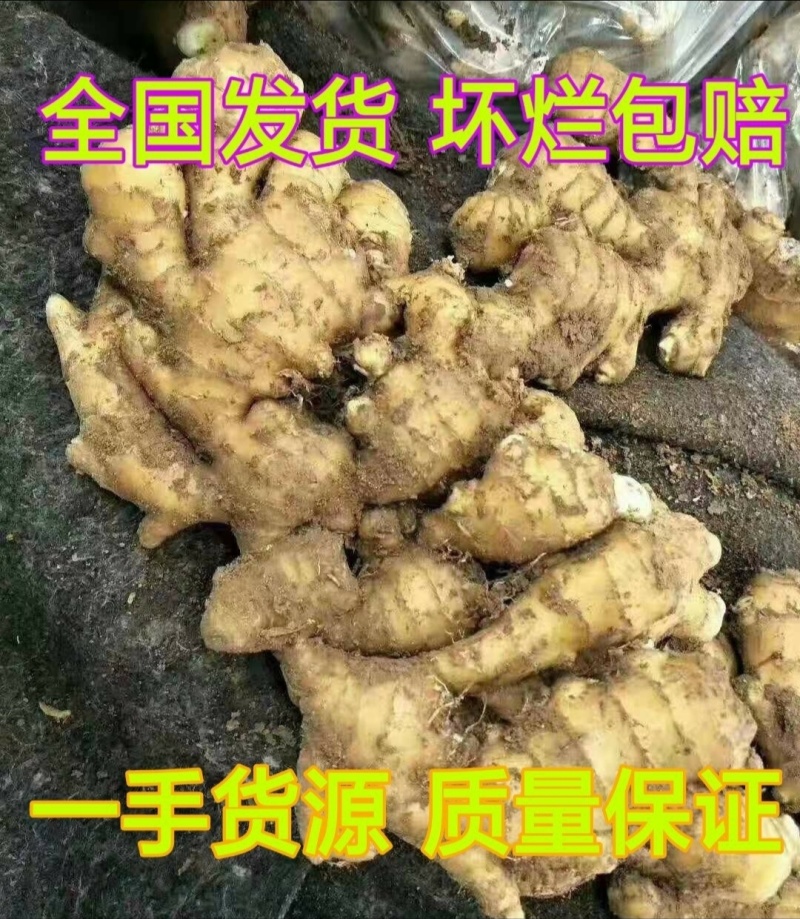 【精品生姜】产地直发【保质保量】诚信经营【诚实守信】量大