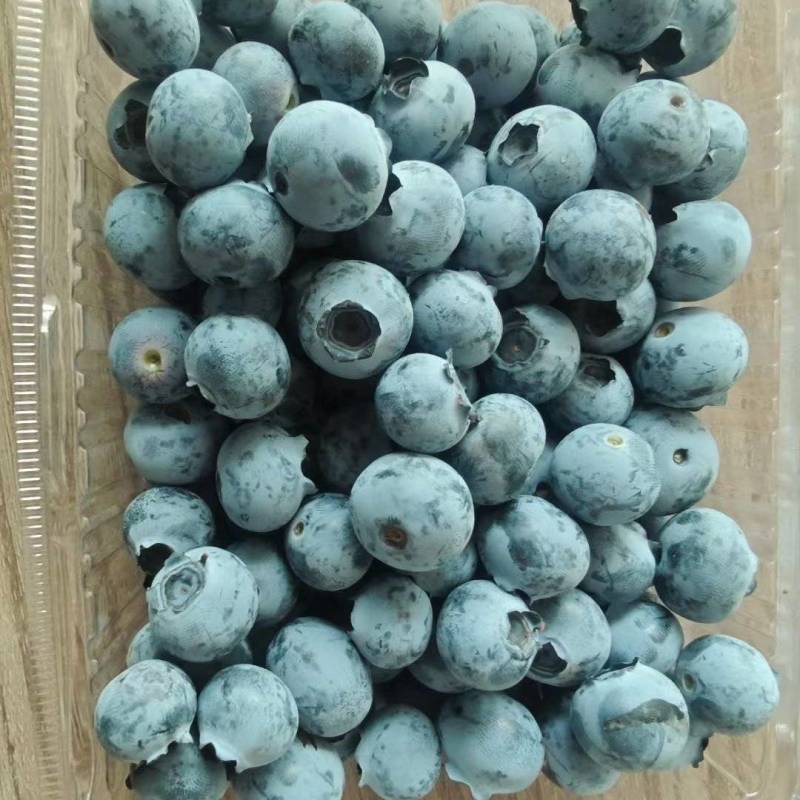蓝莓，精品蓝莓，大量上市，货源充足，品种齐全